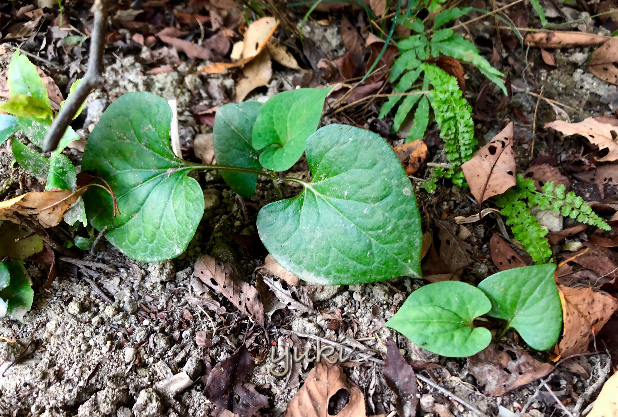 こ雪 ஐ 下鴨神社の神紋 双葉葵 境内にひっそりと フタバアオイ 双葉葵 京都 T Co F1r98kbpis Twitter