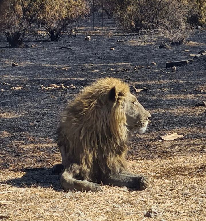 PATH_2022's tweet photo. This is the painful reality of the dregs of the #LionBreeding #CannedLion industry revealed by @BloemSpca
#AnimalWelfare staff dealing with the disgusting fallout from the #LionBreeders of South Africa who only cared about #Profit not #AnimalWelfare
Photo @BloemSpca https://t.co/XerArcbAzm