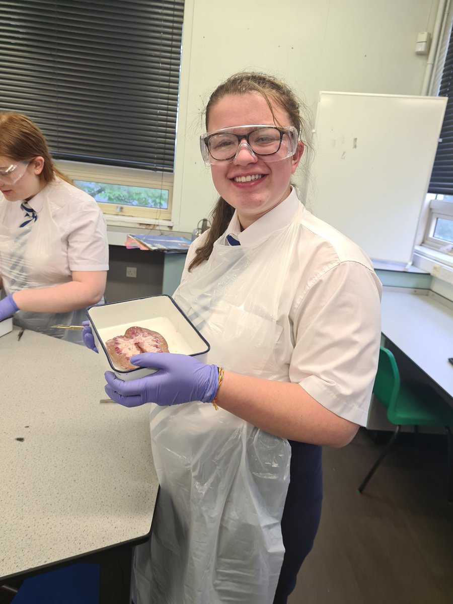 misskbarton_sci's tweet photo. Last night's Anatomy Club was fully booked! Our budding scientists dissected kidneys and used hydrogen peroxide to reveal the nephron structures! They got some wonderful cross sections and produced some lovely diagrams too. Well done all!   @FSDScience @AmbitionFram https://t.co/6wkuFWTD0l