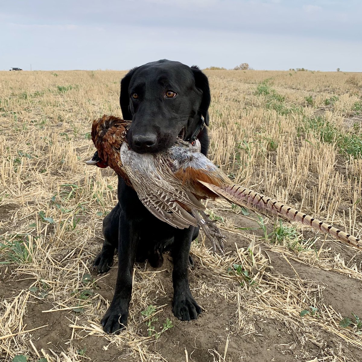 Great day chasing pheasants with this guy! 😍 #beau
