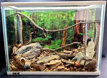 カナヘビの飼育レイアウトにお困りの方必見 素敵なレイアウト事例を一挙公開 カナヘビ飼育のためのカナパパブログ