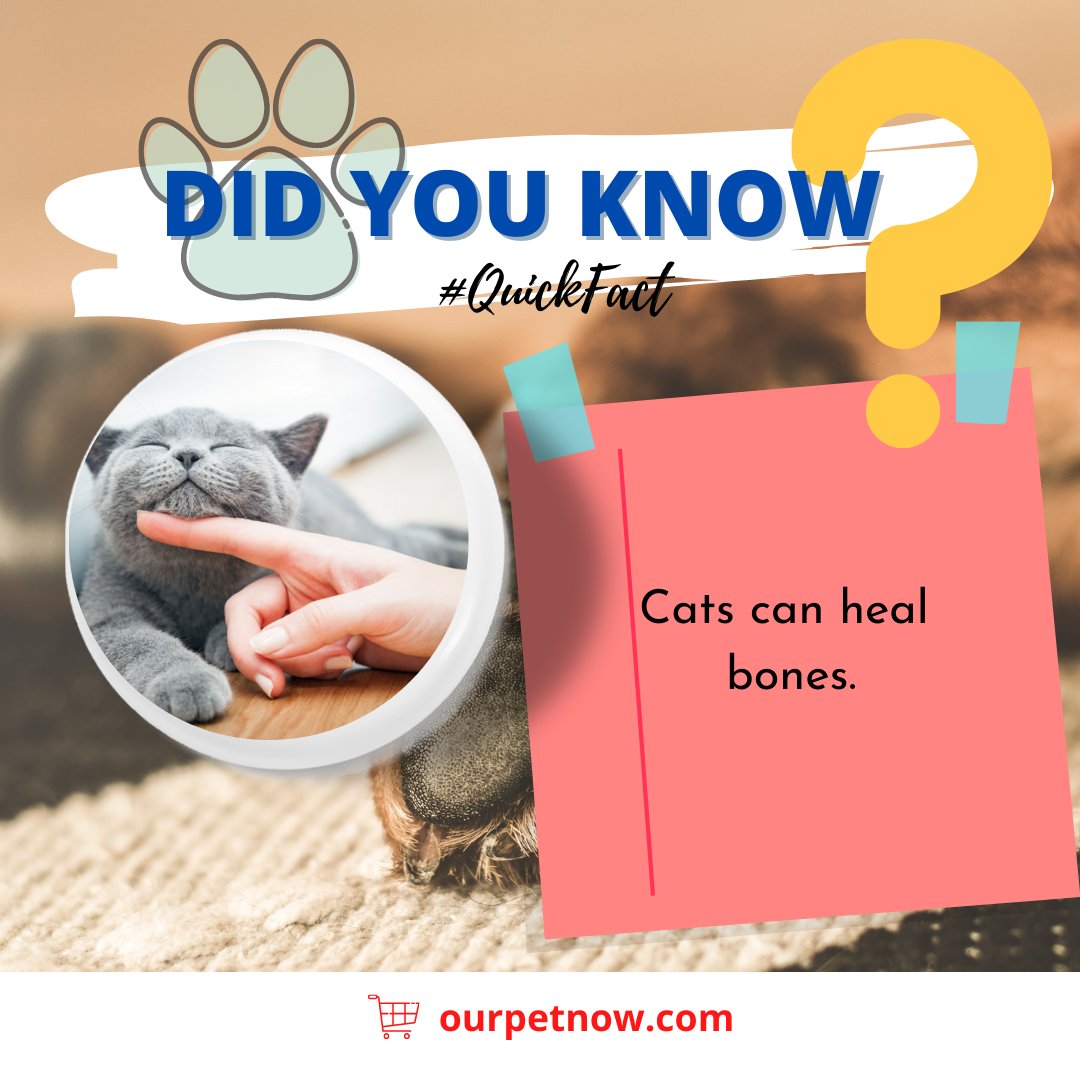 OurPetNow's tweet photo. Cat's purr vibrations which range from 20 – 140 Hertz, can help heal soft tissue injuries to ligaments, tendons and muscles.

#ourpetnow #cats #catlovers #catlove #catcare #organiccatsupplies #organicpetcare #organicpettreats #petcare #petcareneeds #catfacts #TRIVIA #cattrivia https://t.co/Gey9LyxsY9