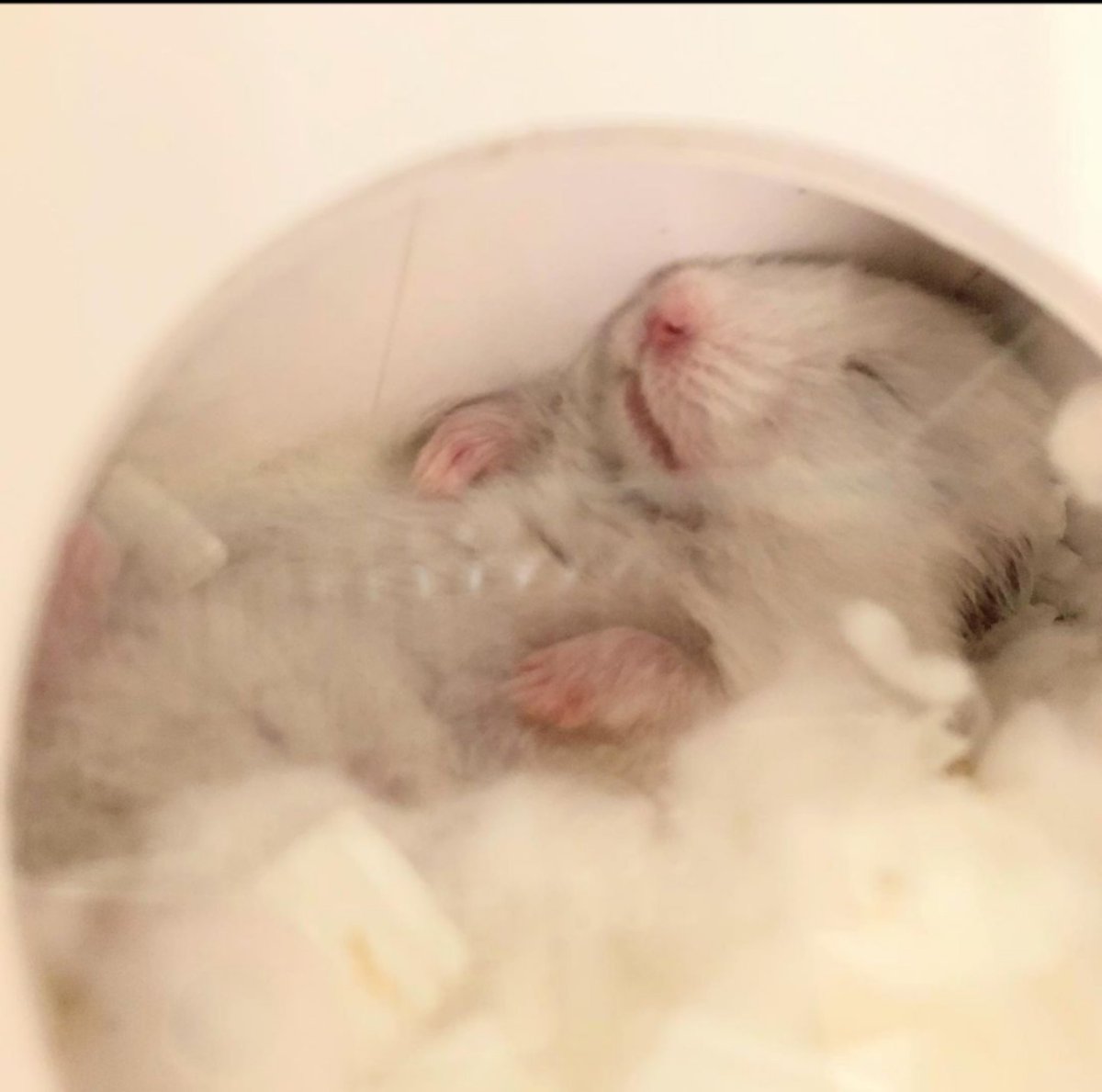 綺麗に仰向けで寝ているブルームくん🐭

どんな夢をみてるのかな？💤

#hamster #bloom #syrianhamster #ハムスター #ブルーム #お昼寝 #おねんね #夢 #ぐっすり