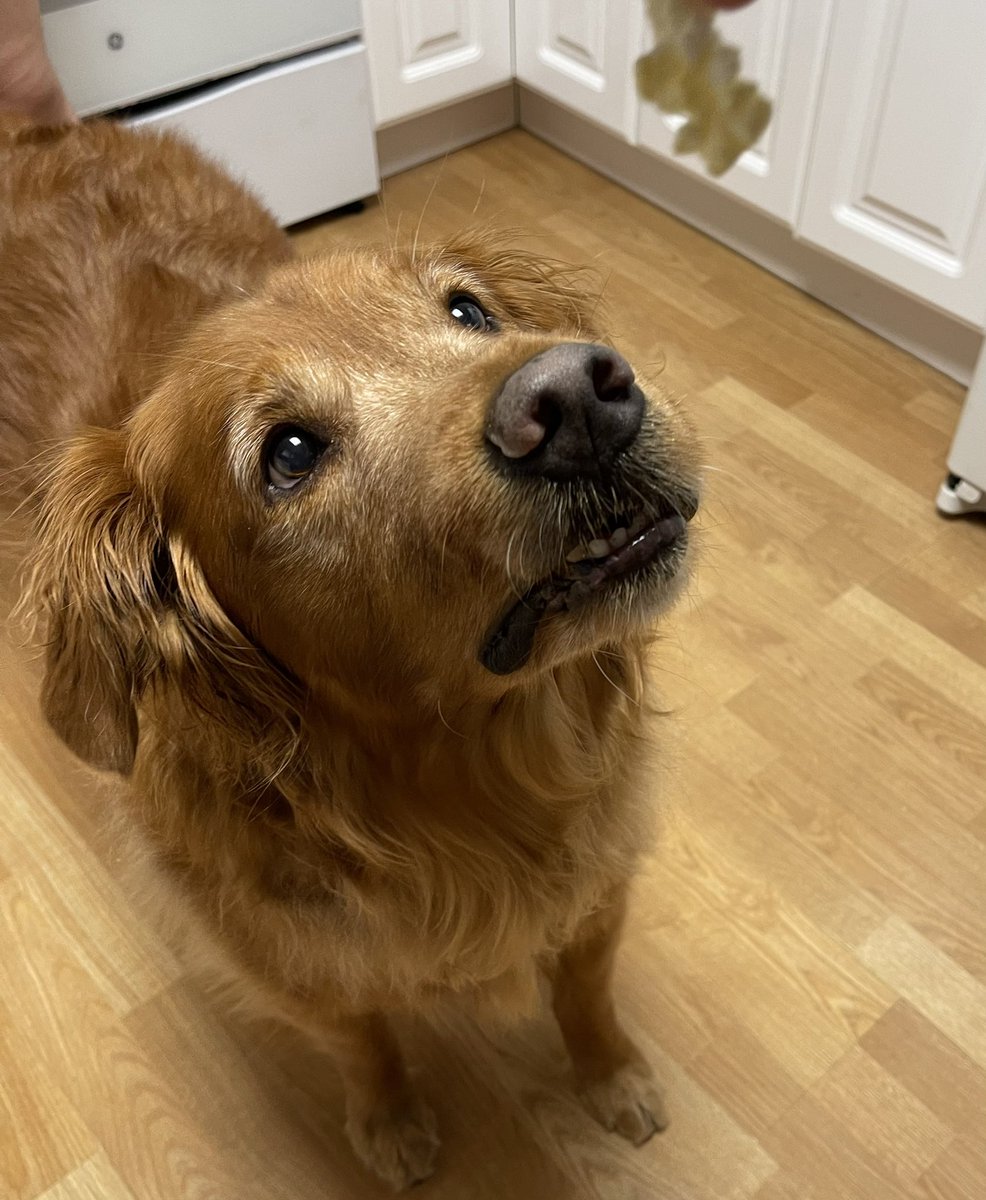 Popcorn! Yes, please!
#spoileddogs #GoldenRetrievers