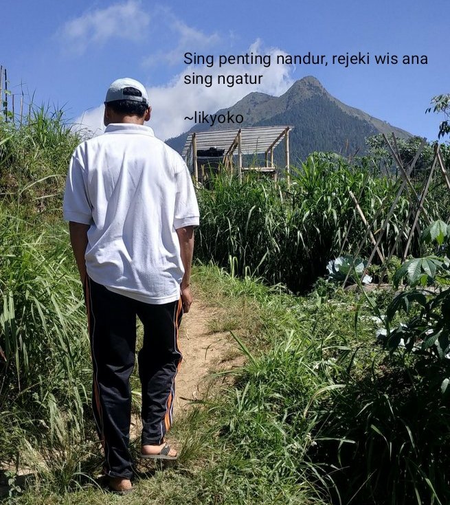 Seorang petani,
tetap semangat sedikit sambat
Tetap menaburi meski pinjam ke BRI