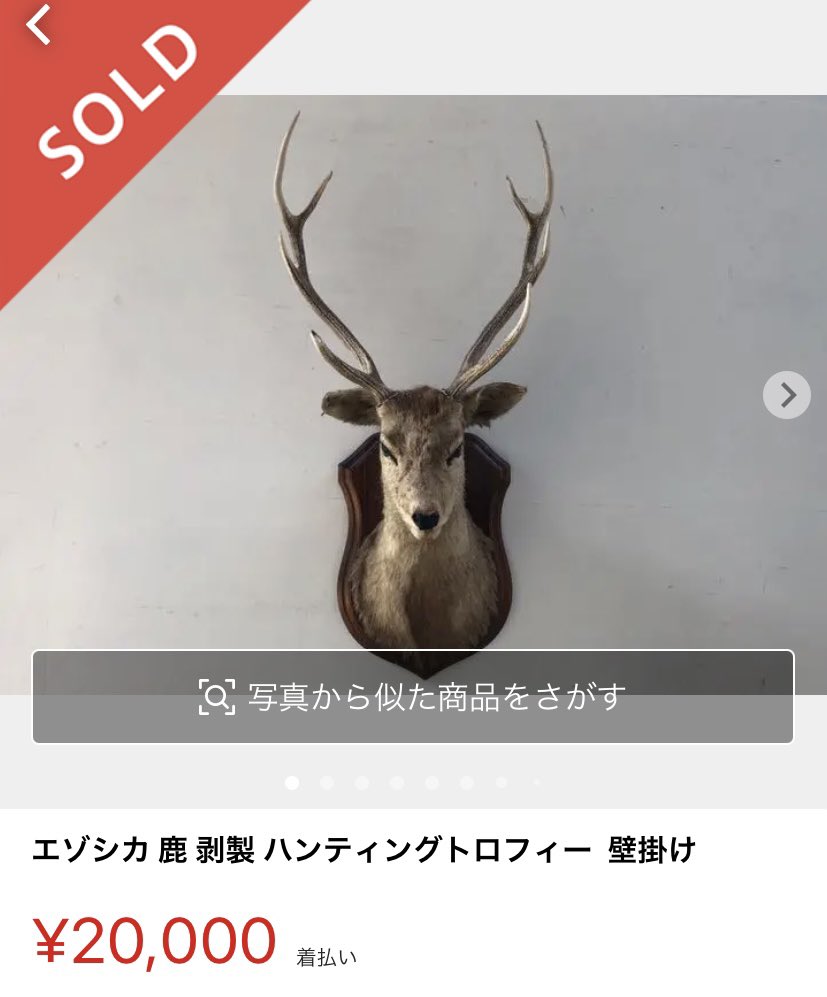 Top Tweets For 剥製 Twstalker Top Tweets For 剥製 Twstalker