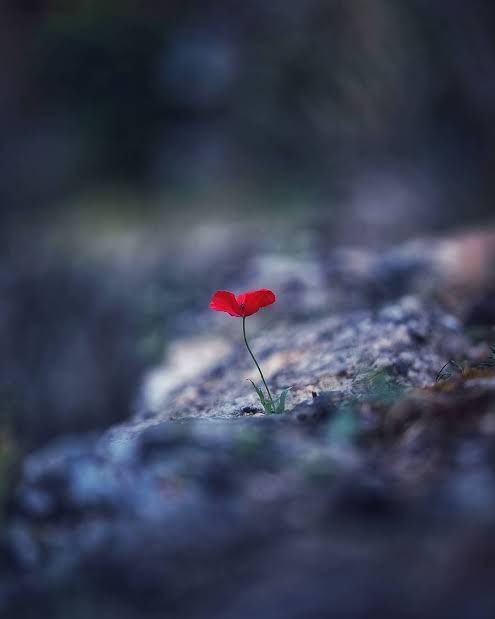 LogophileQuotes's tweet image. ︎ ︎
Ketika hidup terasa manis,
berterima kasihlah dan bergembira.

Ketika hidup terasa pahit,
berterima kasihlah dan bertumbuh.
︎ ︎