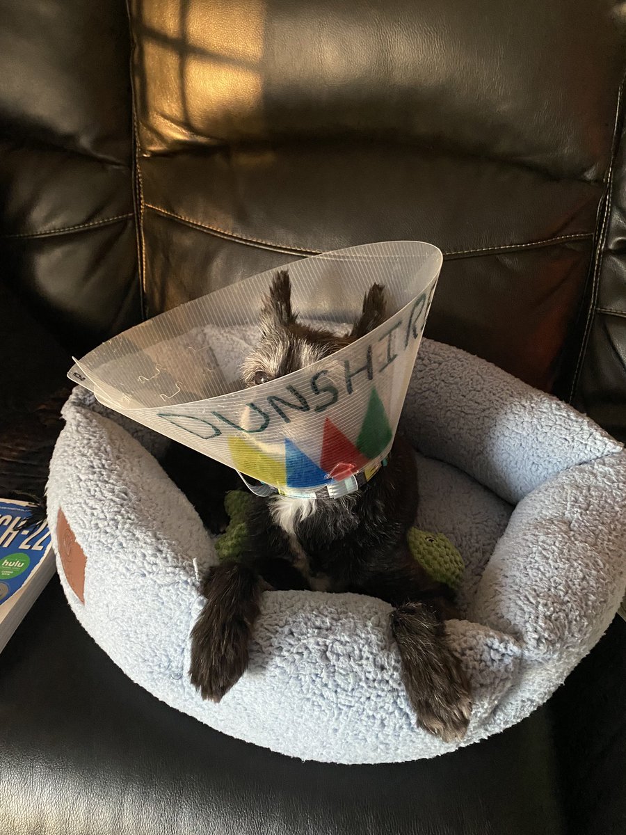 hikingthegalaxy's tweet photo. When your dog is a Ben Wyatt fan #ParksandRec #benwyatt #conesofdunshire #leslieknope https://t.co/7zu0GCfQ7Z