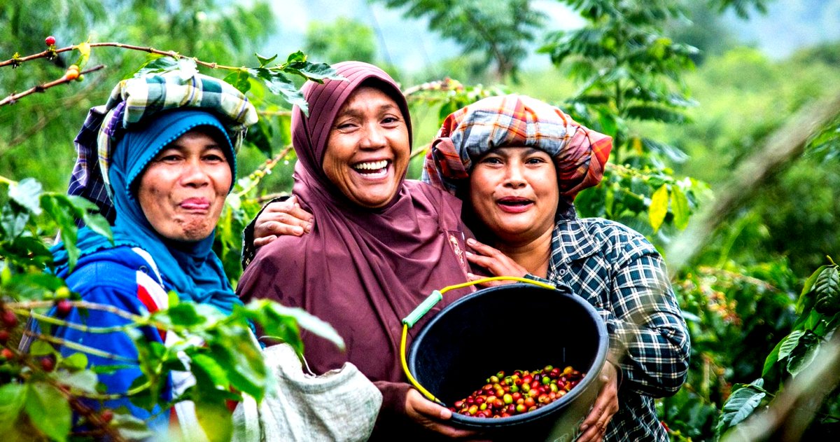 SouthernMug's tweet photo. These farm women in the Takengon region of Sumatra, Indonesia work together in structured cooperative partnerships which allow them to sell their products together and split the profits evenly between them.  
   
#coffeethatfeedsthesoul https://t.co/8vQfUgLtvW