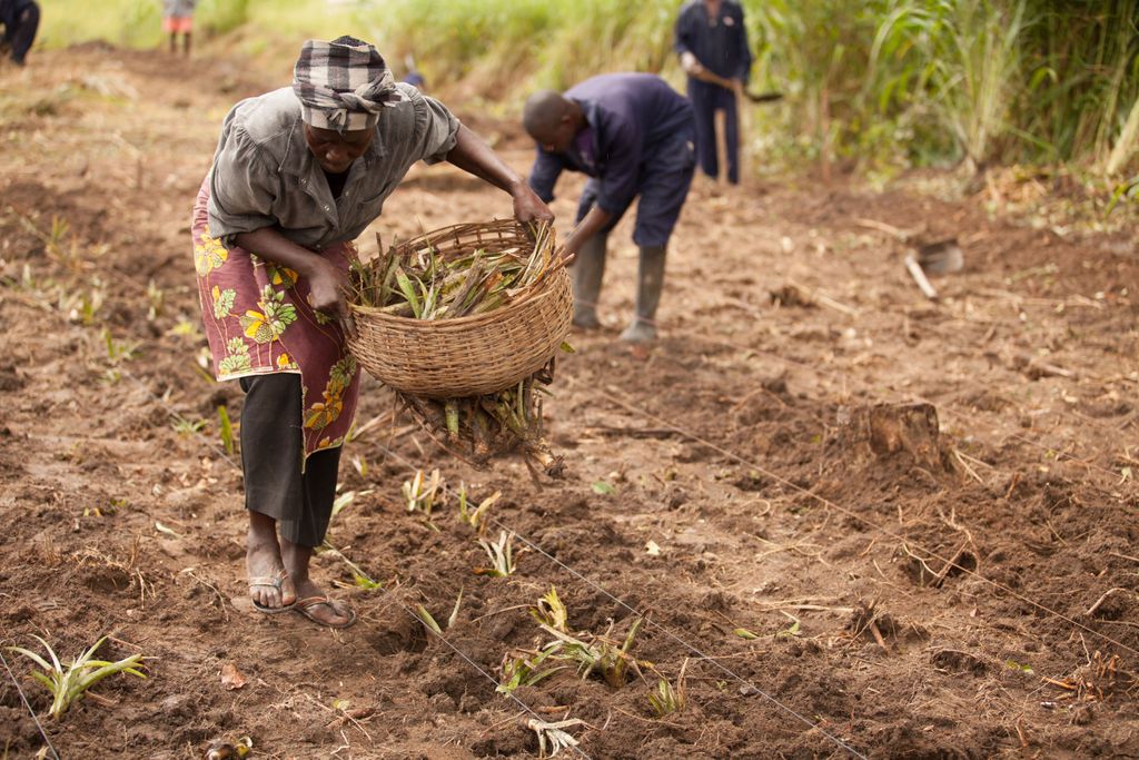 worldhopeorg's tweet photo. Helping #farmers switch to #droughtresistant crops, protecting #ecosystems, using #cleanenergy, ⚡️and building multiple-use #watersystems 💧are some of the ways that World Hope works to alleviate #climate impacts to build #sustainable, resilient #solutions. 🌱 https://t.co/JtYcObQixc