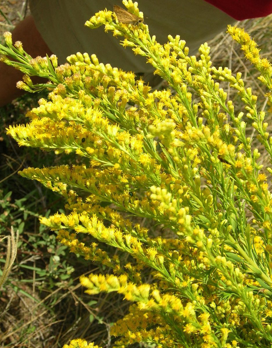 SagPlant's tweet photo. Late-Season Plants: Goldenrods and Asters!
This is the time of year that goldenrods and asters are putting on their magnificent display.
https://t.co/9Rn7ICPdmh
#goldenrod #aster #keystoneplants #nativeplants #lateseasonbloom https://t.co/osvUfmcVM5
