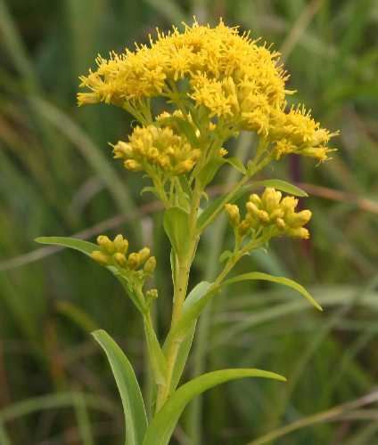 SagPlant's tweet photo. Late-Season Plants: Goldenrods and Asters!
This is the time of year that goldenrods and asters are putting on their magnificent display.
https://t.co/9Rn7ICPdmh
#goldenrod #aster #keystoneplants #nativeplants #lateseasonbloom https://t.co/osvUfmcVM5