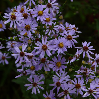 SagPlant's tweet photo. Late-Season Plants: Goldenrods and Asters!
This is the time of year that goldenrods and asters are putting on their magnificent display.
https://t.co/9Rn7ICPdmh
#goldenrod #aster #keystoneplants #nativeplants #lateseasonbloom https://t.co/osvUfmcVM5