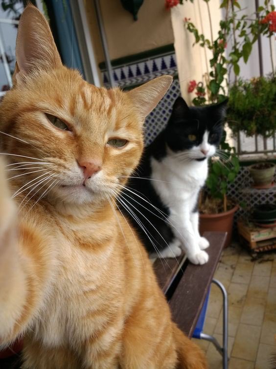 linopikudo's tweet photo. são os minchan https://t.co/M8DN9ZM4PG