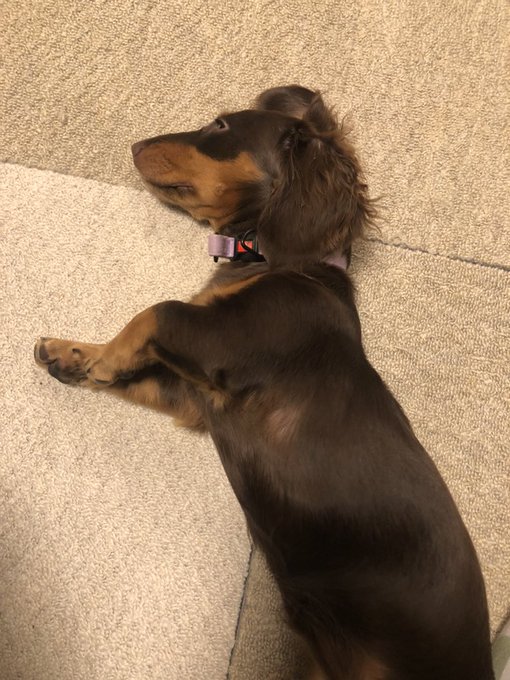 長い犬と共におはようございます 