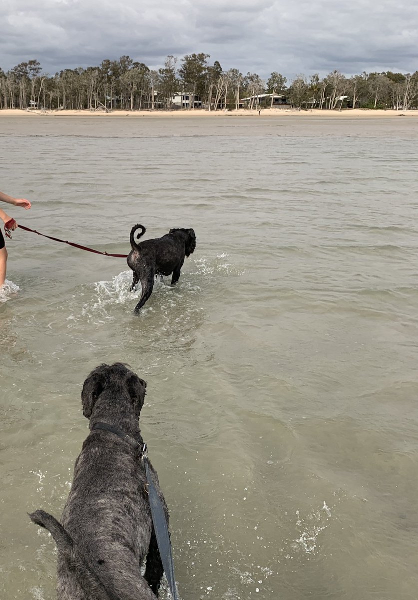 jroeloffs's tweet photo. @AustraliaPs5 Finally got one, thanks! Your alerts (and lots of practice checking out in under 30 seconds) made it possible for me to buy one while walking my dogs on the beach this morning 😂🍻 https://t.co/db1A46Rf7x