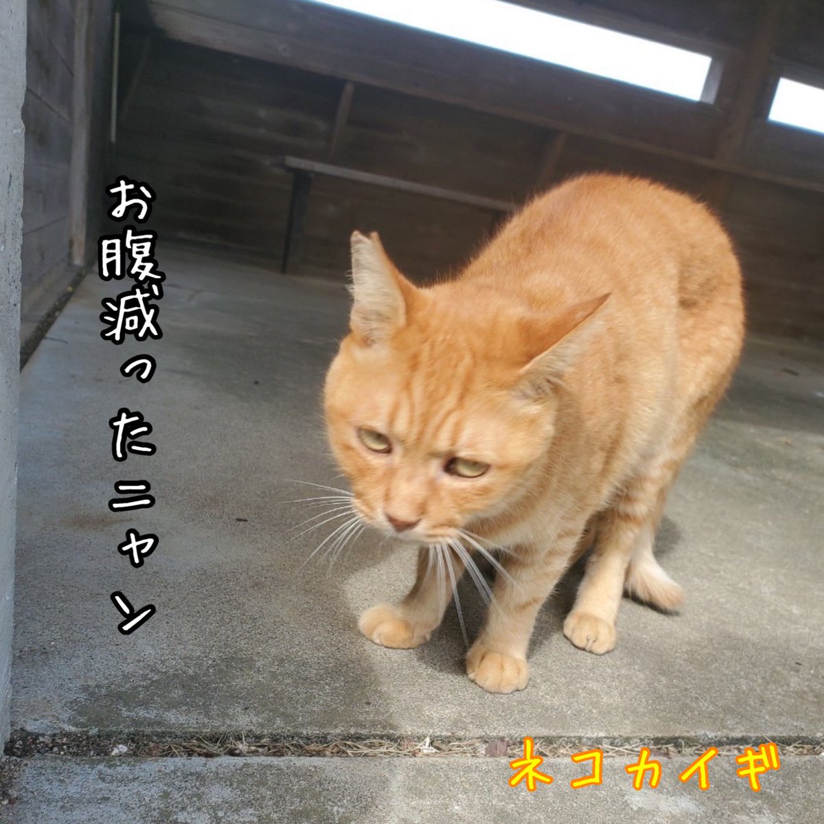 nekokaigi0411's tweet photo. 「お腹減ったニャン」
#ねこ好きさんと繋がりたい
#ネコ部 #猫 #いやしねこ
#ねこのいる暮らし
#ねこ写真
#野良猫 #地域猫
#かわいい
#cat #catlife #catlover
#communallyownedcat
#catfreak #lifewithcats
#catsmeeting
#meow #meowlife
#ネコカイギ https://t.co/QgGS051AIh