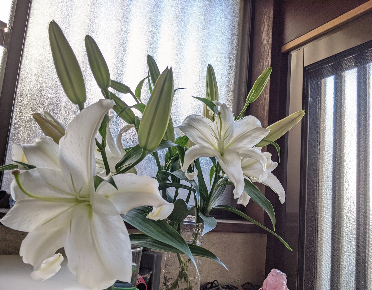 シベリア Twitter Search