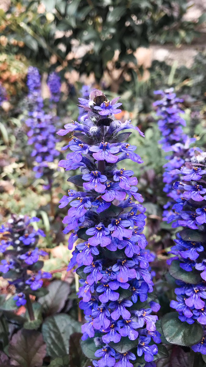 leni_atzi's tweet photo. @muhammadljunaid #NaturePhotography #Flowers https://t.co/nKFOLM5llG