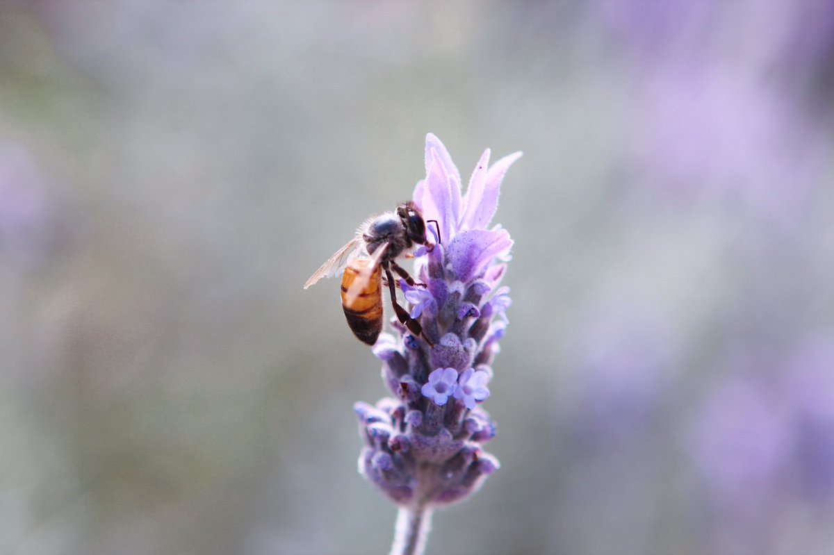 leni_atzi's tweet photo. #PhotoOfTheDay #NaturePhotography #Flowers https://t.co/W4AGTVjHJp
