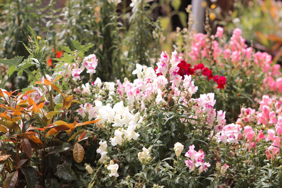 leni_atzi's tweet photo. #PhotoOfTheDay #NaturePhotography #Flowers https://t.co/W4AGTVjHJp