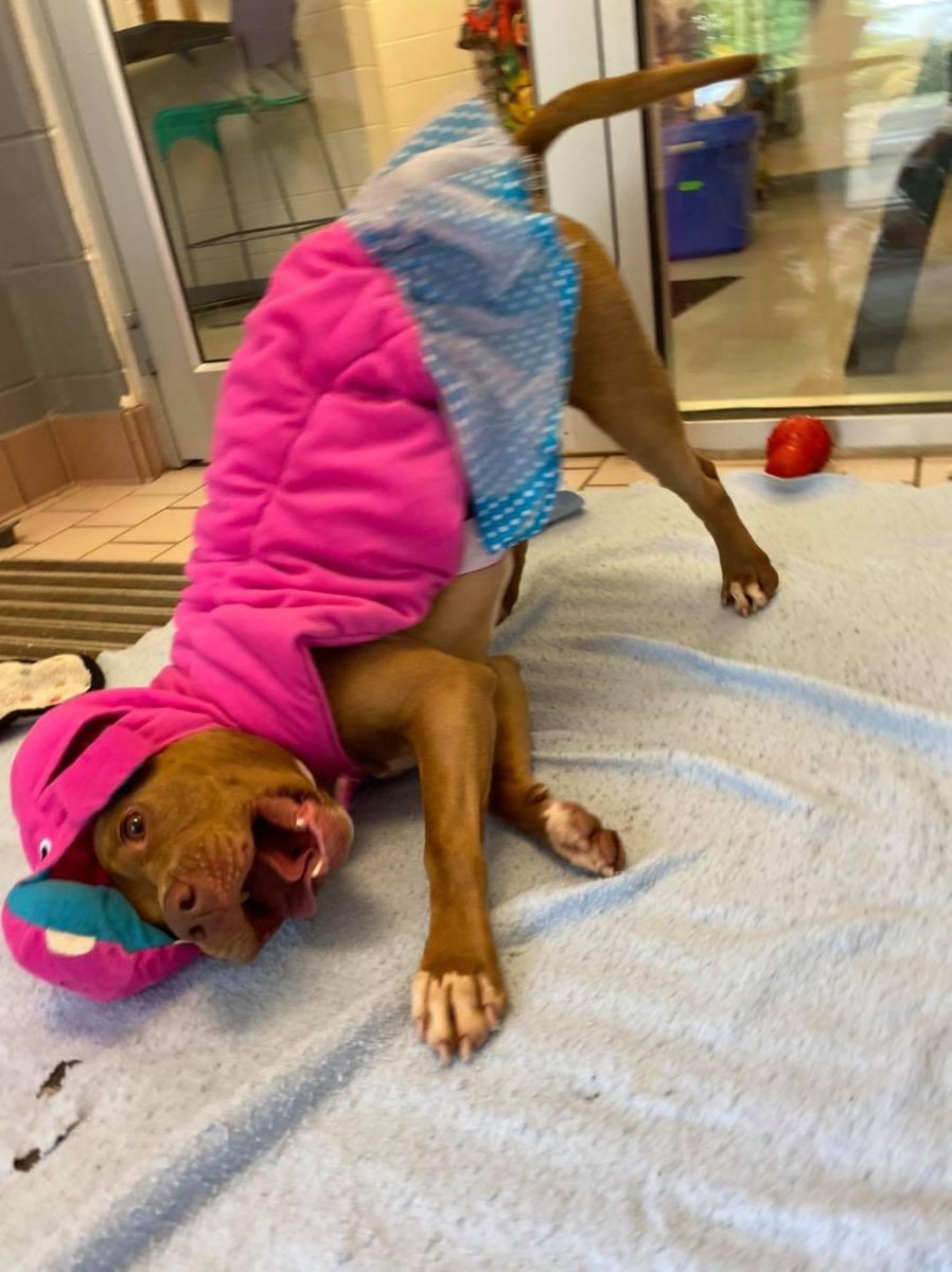 CuyahogaDogs's tweet photo. I’m showing off my dance moves today in hopes of impressing my furevers. These volunteers think they’re funny dressing me as a dancing hippo, but I took the opportunity to demonstrate my break dancing. How do you like my skills? 

🕺Deeno

#CCASDailyDog #cuyahogadogs #adoptme https://t.co/SIrFziCmkB