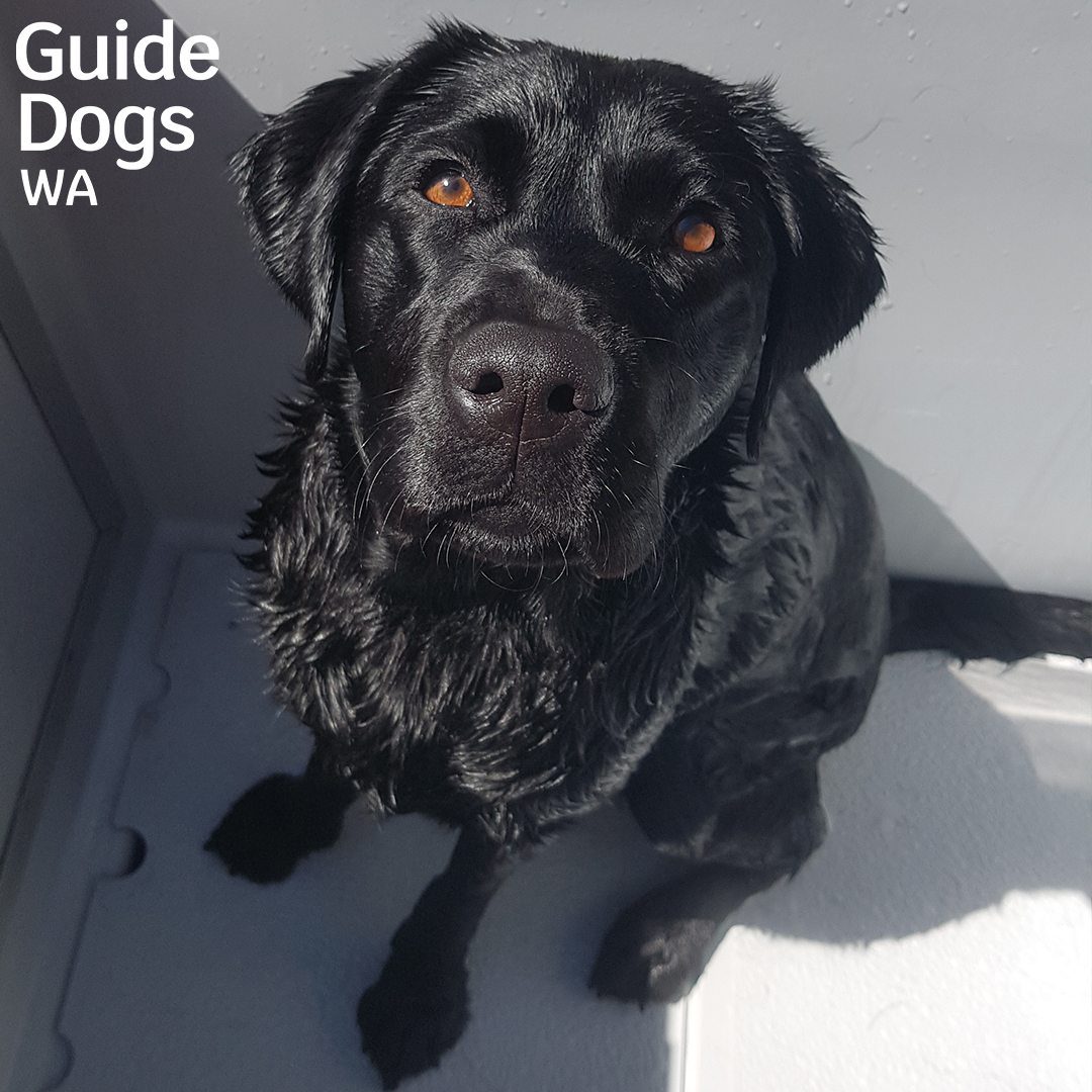 Lynette is such a good girl, even during bath time! 💦

[Wet black Labrador sitting in dog bath. Guide Dogs WA Logo]