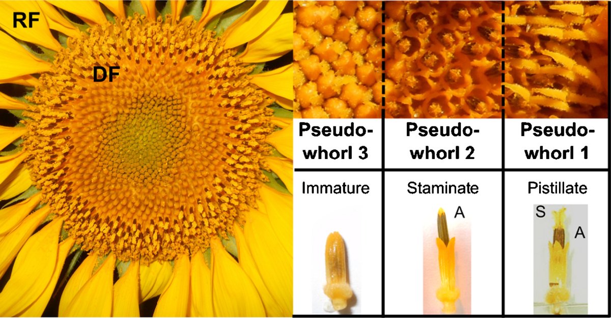 NewPhyt's tweet photo. Flower orientation influences floral temperature, pollinator visits and plant fitness @NickyCreux @evanbbiosci @lane_scher @jnmaloof #blackmanlab https://t.co/mECMVPOYe3 https://t.co/APhSUofTvH