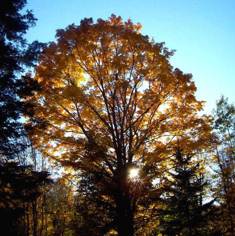 TownRenfrew's tweet photo. With the leaves beginning to change, Renfrew and area has never been so beautiful 🧡🍂
We would love to see some fall pictures from everyone's travels around our community. 

Comment below to help us show off our amazing area of Renfrew County ❤️🧡 https://t.co/9eWiY3co5Y