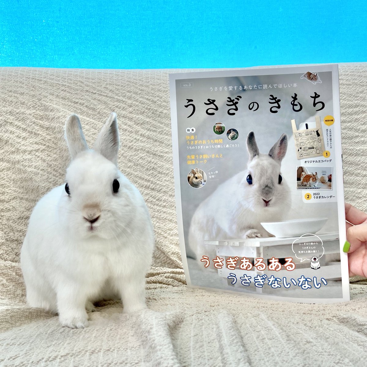 ｅｍｉ うさぎのぽぽのお世話係 Emitter518 Twitter