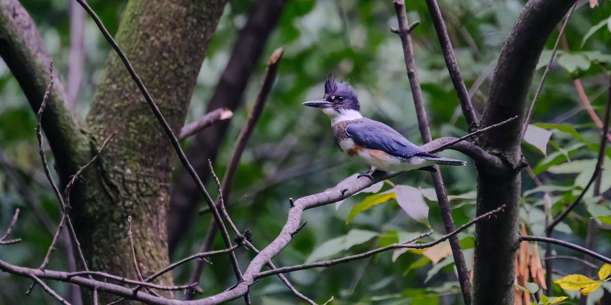 loveworld01's tweet photo. Late afternoon birding in Central Park today Female king fisher in the Ramble, Gadwall ducks and Wood thrush @BirdCentralPark @Audubon_GL @audubonsociety @wcaudubon @CentralParkNYC https://t.co/5OBfSQoa6p