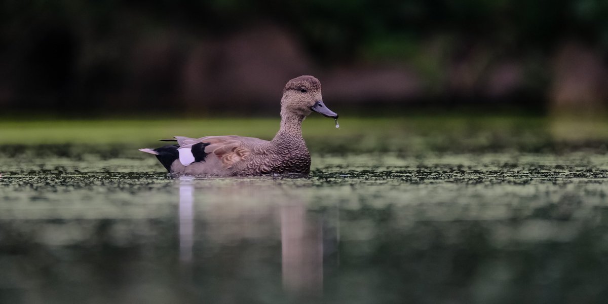 loveworld01's tweet photo. Late afternoon birding in Central Park today Female king fisher in the Ramble, Gadwall ducks and Wood thrush @BirdCentralPark @Audubon_GL @audubonsociety @wcaudubon @CentralParkNYC https://t.co/5OBfSQoa6p