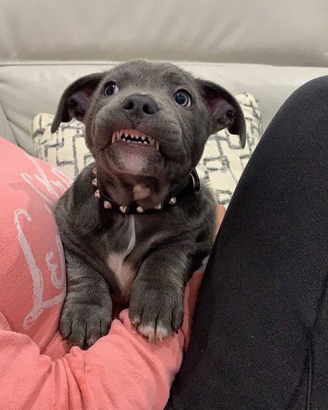 When I say Devil Dog this is what I mean