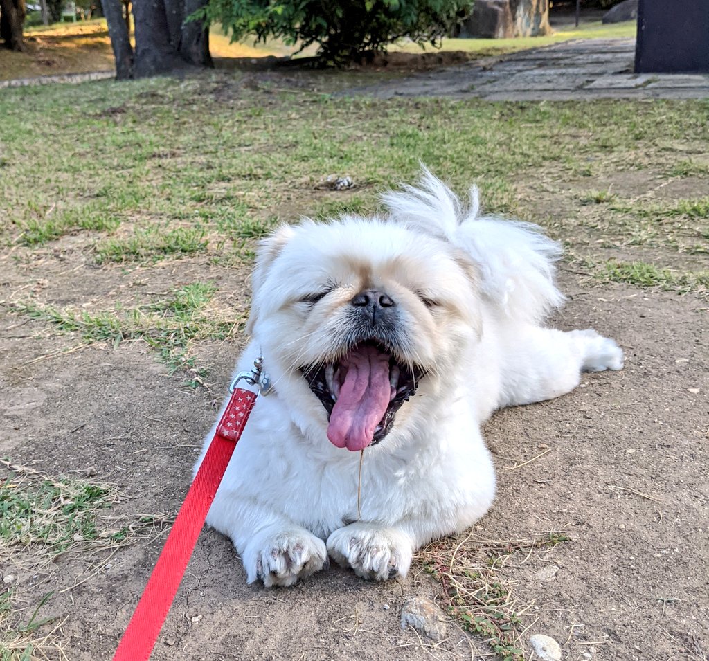 miraclechun's tweet photo. ある日のお散歩風景。

『ぜぇったい！帰らないぞぉ！！！』

チラッと母ちゃんを見た後は、完全ボイコットでした（笑）。

まだまだ蚊に喰われますねぇ😭 https://t.co/H8QZ2Rysir