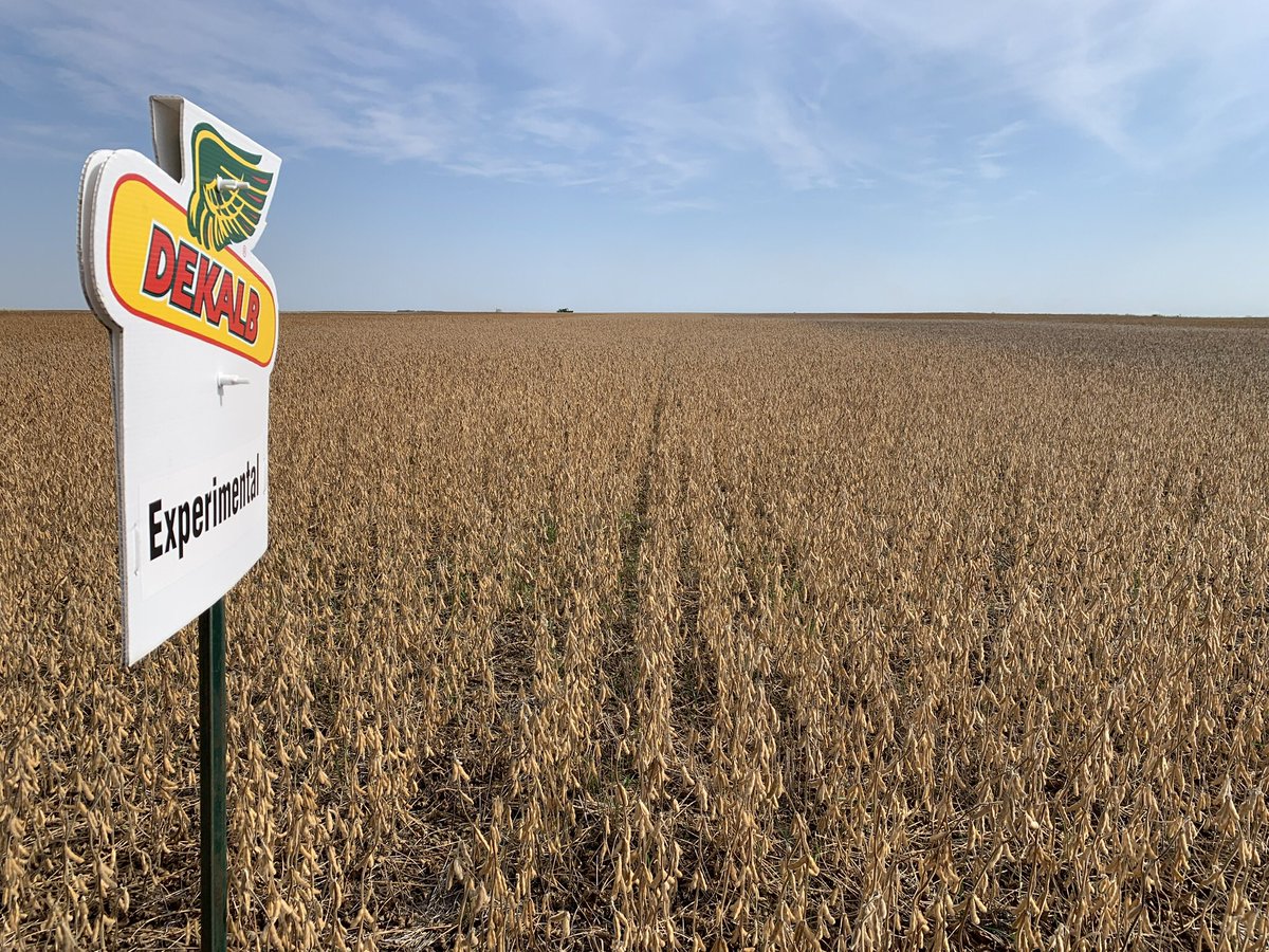 Aggeez28's tweet photo. Top Yielding @DEKALB_Canada Soybean MD plot in western MB goes to Carson Schoonbaert at Deloraine, MB! New EXP006-21 yielded 63.1 bu/acre! Followed by DKB002-32 at 53.2, and has won most of our plots last 3 years. @Bayer4CropsCA @FieldViewCanada #harvest21 #fillthebins https://t.co/2gFNbzABz1