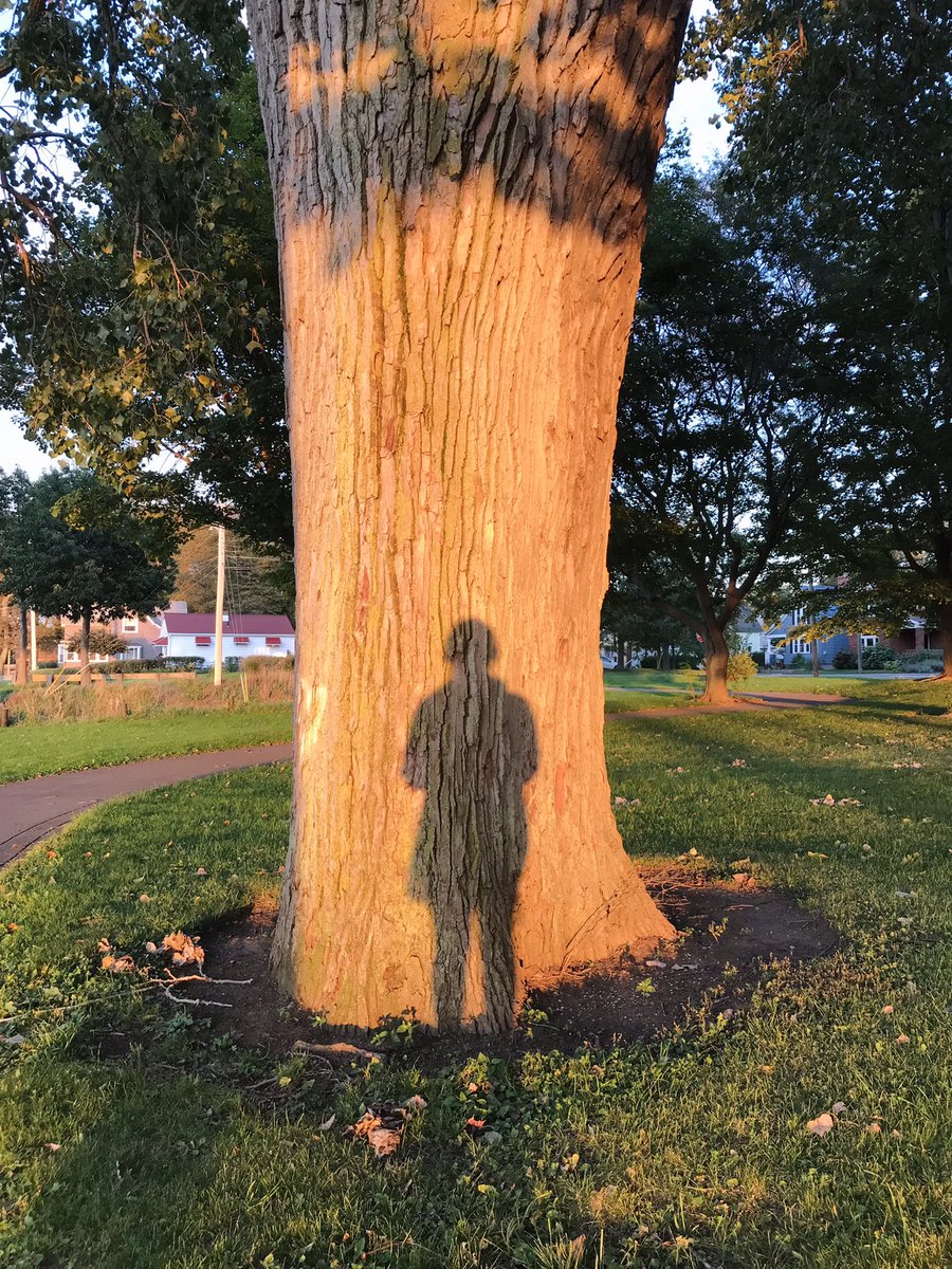katieraegordon's tweet photo. highly recommend going on a majestic sunset walk among some very old trees and listening to this interview between Ezra Klein and Richard Powers on cultivating a “reverence for the experiment [of life] beyond me and beyond my species”✨ https://t.co/W16dFPbMib https://t.co/O3aR8hqmnS