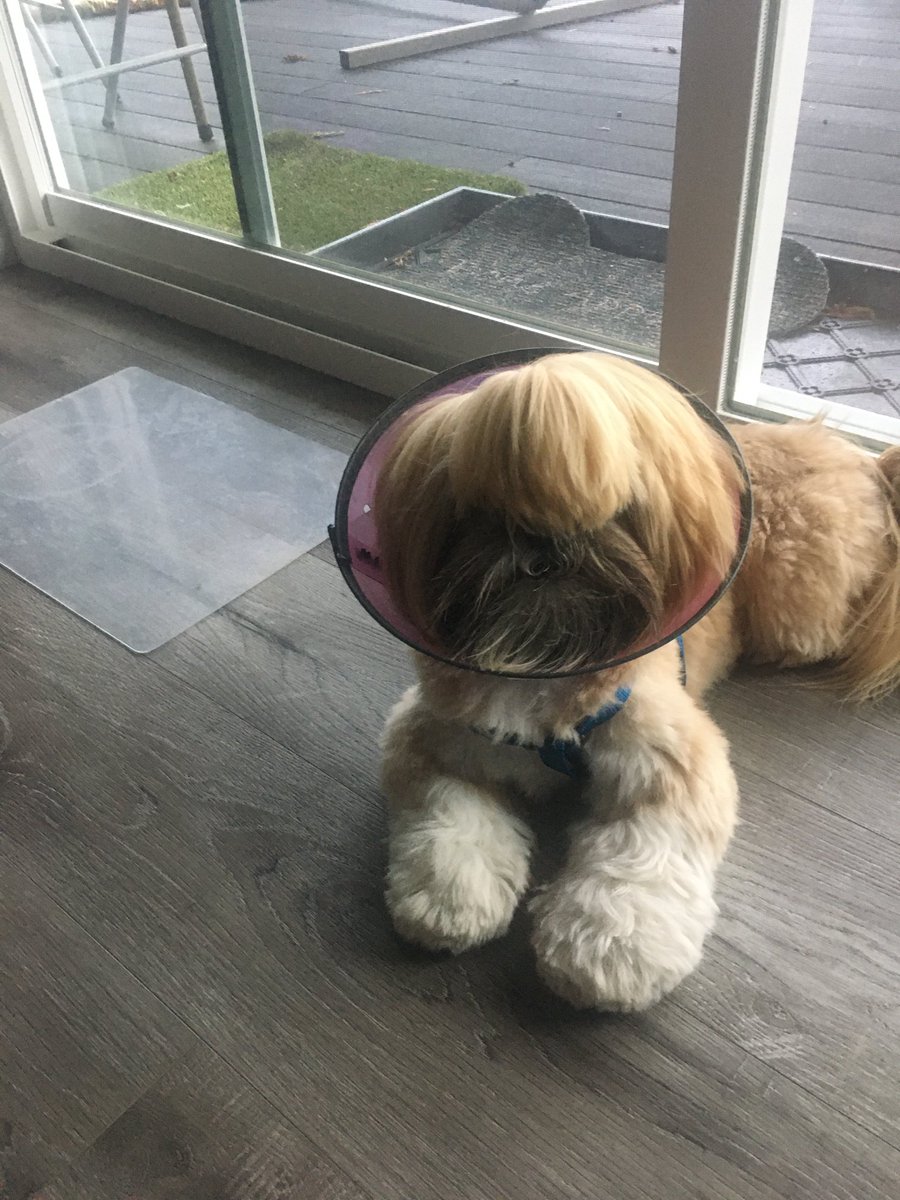 DataFLowe's tweet image. Puppy’s first cone