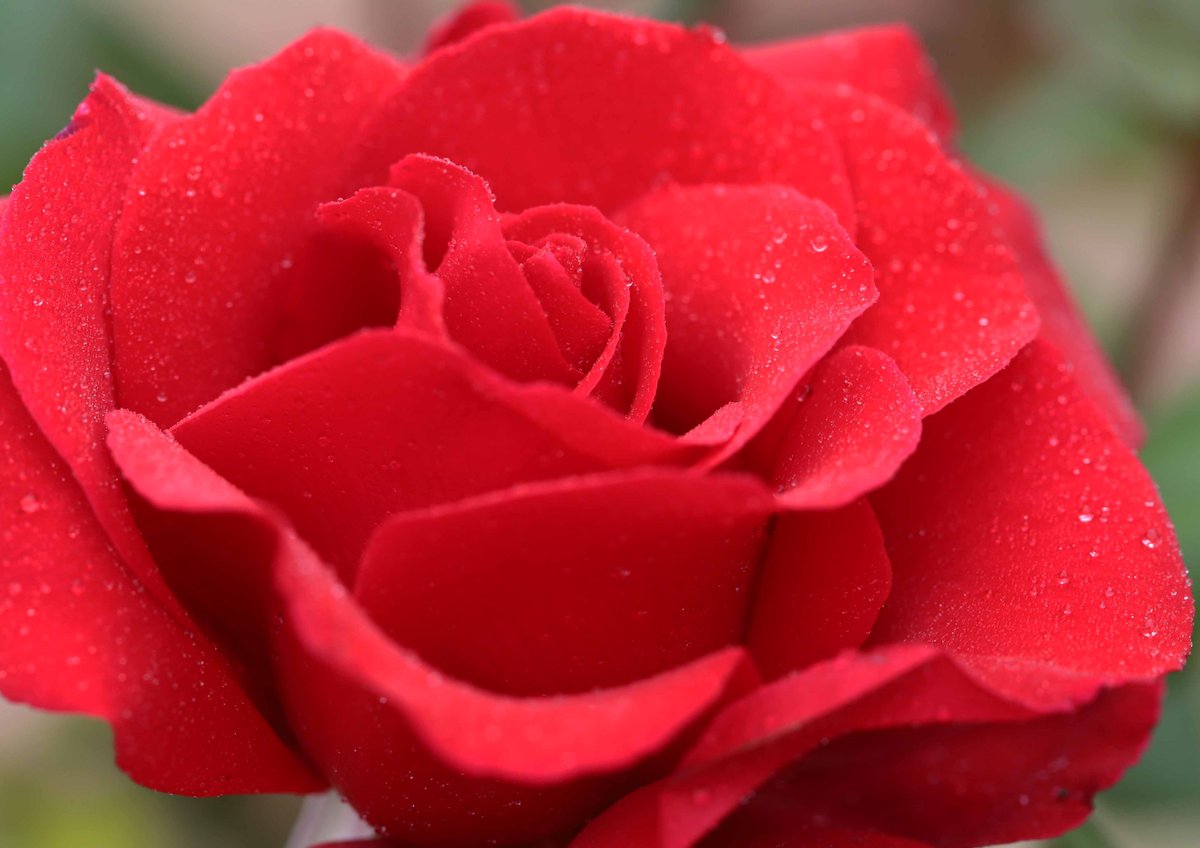 教会の花壇に咲いた三大天使の薔薇 ミカエル ラファエル ガブリエル 今日は 三大天使の祝日です ツイレポ