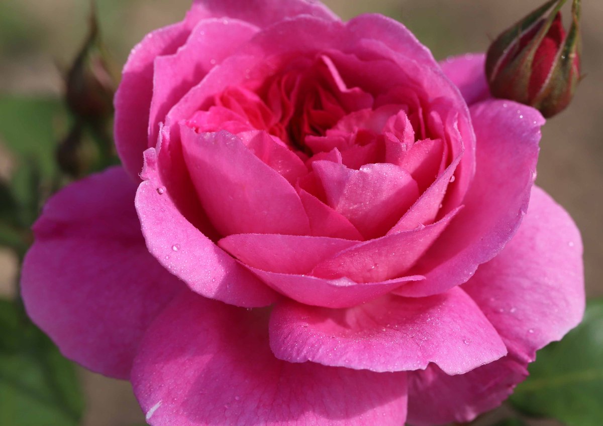 教会の花壇に咲いた三大天使の薔薇 ミカエル ラファエル ガブリエル 今日は 三大天使の祝日です ツイレポ
