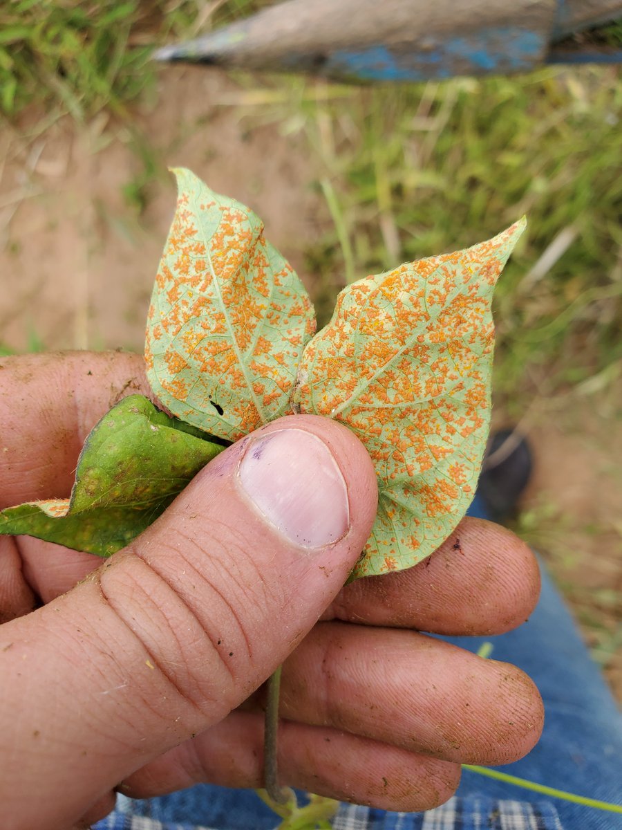 Nice pretty rust on a morningglory leaf.