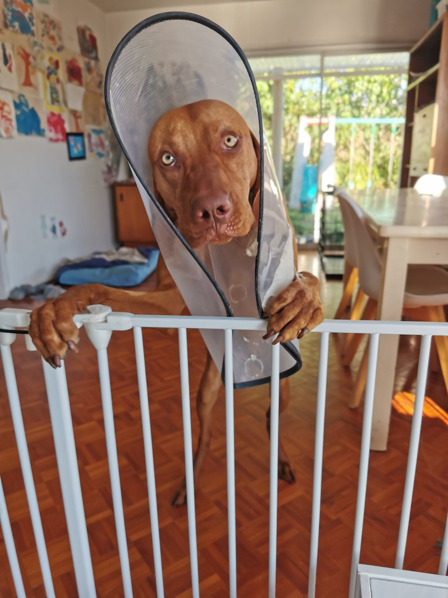 JoeLawry's tweet image. #helpdad #velociraptor