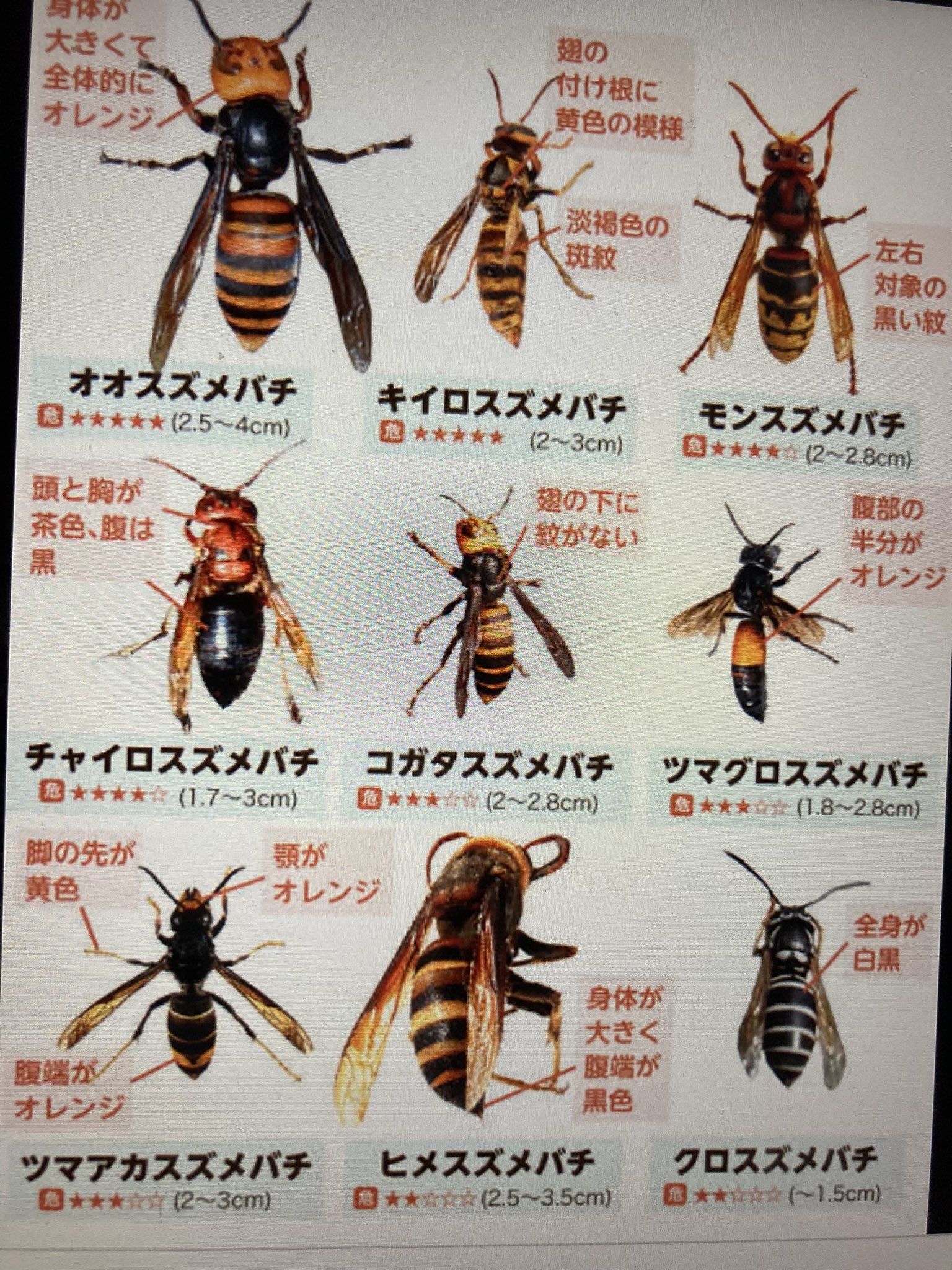 乃南アサ Rt Picassopica5151 Asanonami 大きな蜂 アブはこんなとこ 蜂に似た蛾もいますから 写メ お撮りになって するとアサさんは蜂博士になったりして O T Co Jlxtbtkvzx Twitter