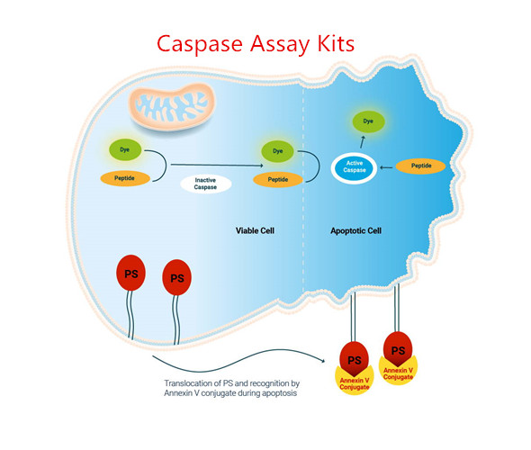 Elabscience® Caspase Assay kit can be used for cell apoptosis with strong specificity, high sensitivity, simple and fast operation, and high quality. It can meet your various needs. Get more info here: bit.ly/3F3PwZ5