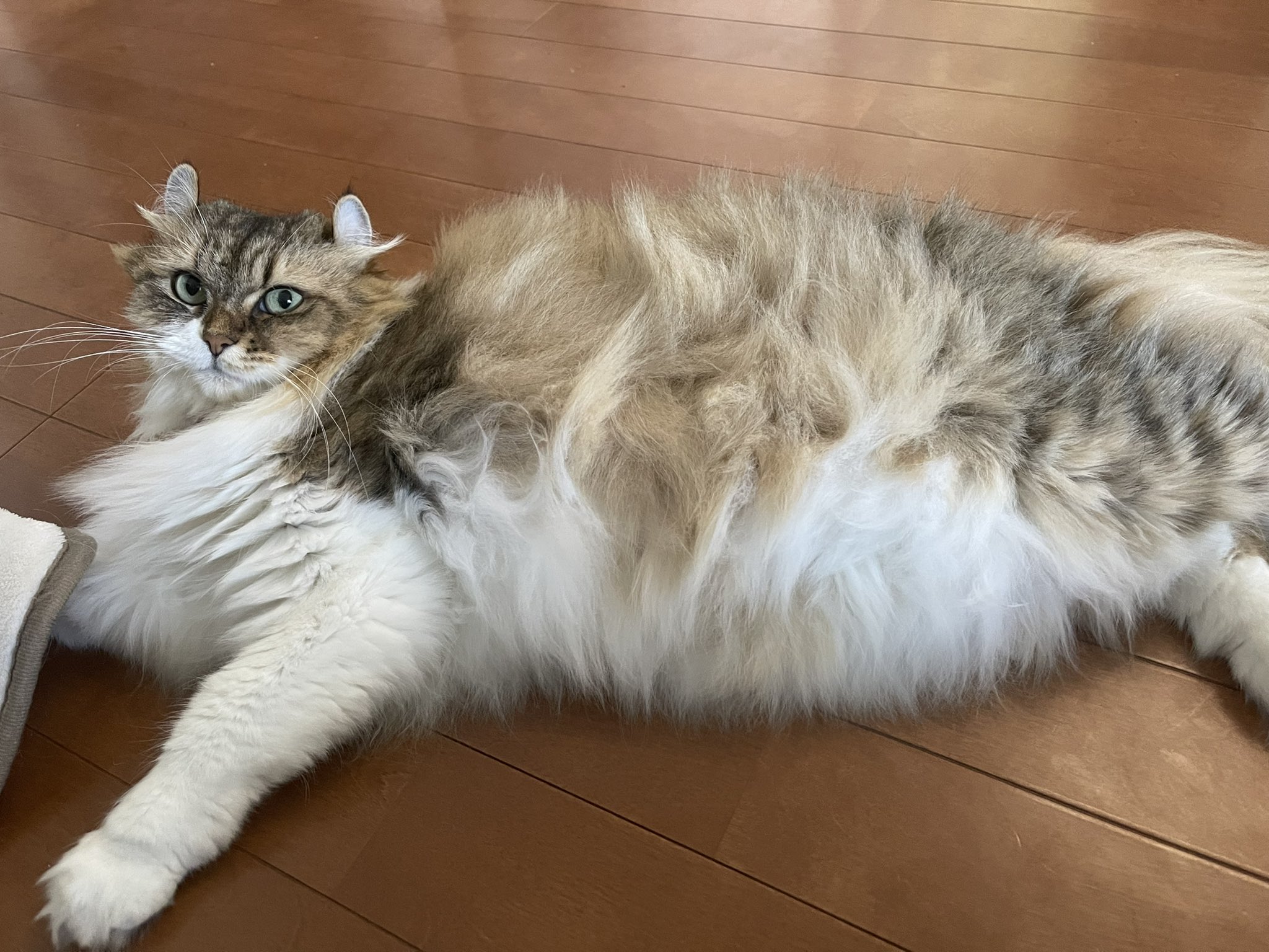 アメリカンカールのふ ちゃん 冬支度整いました ネコ Cat アメリカンカール モフモフ T Co Nogoeouqjr Twitter