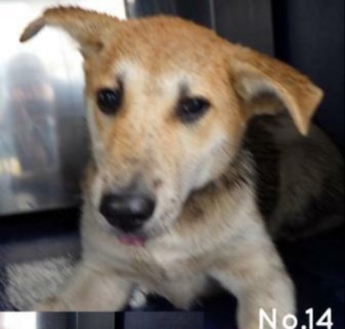 栃木県里親募集動物情報 S Recent Tweets 7 Whotwi Graphical Twitter Analysis 栃木県里親募集動物情報 S Recent Tweets 7 Whotwi Graphical Twitter Analysis
