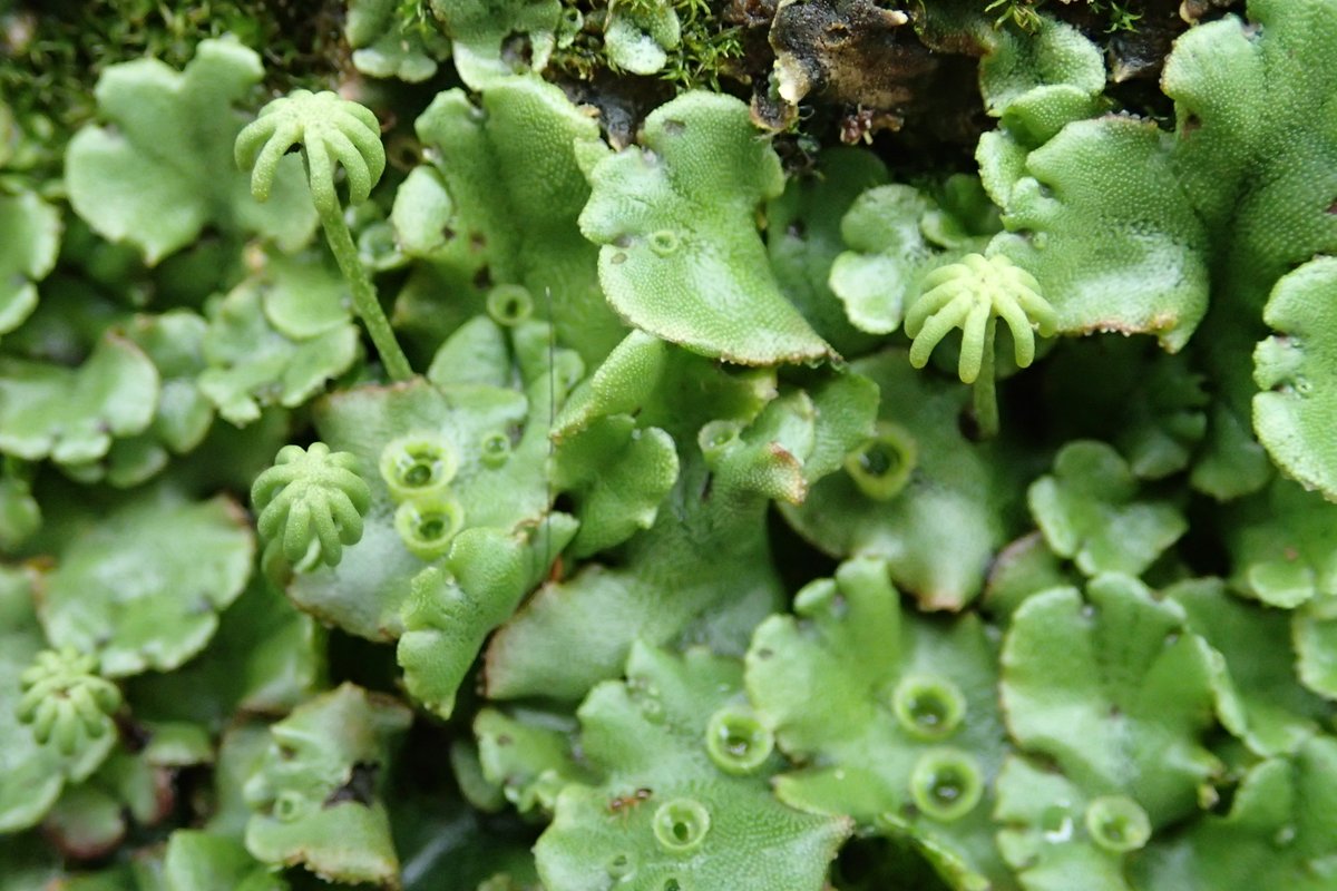 Top Tweets For 小さな緑の世界 Twstalker