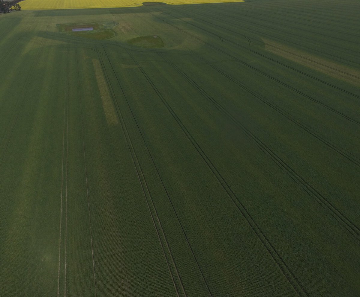 GorstRural's tweet photo. Need a reminder to spray your fungicide? Here you go! This spraying mishap shows us the importance of doing so! https://t.co/kh07T26O5e