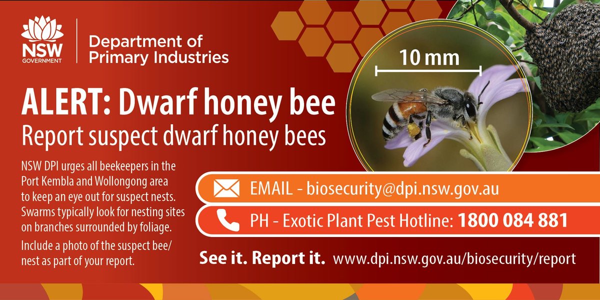ISCAustralia's tweet photo. Red dwarf alert! A nest of these invasive honeybees has been found in Australia. Authorities on high alert.
Report suspect nests through the Exotic Plant Pest hotline: 1800 084 881, email biosecurity@dpi.nsw.gov.au, @nswdpi.
#InsectWatch profile: https://t.co/SevmMfVOLi https://t.co/4wh9MegBsz