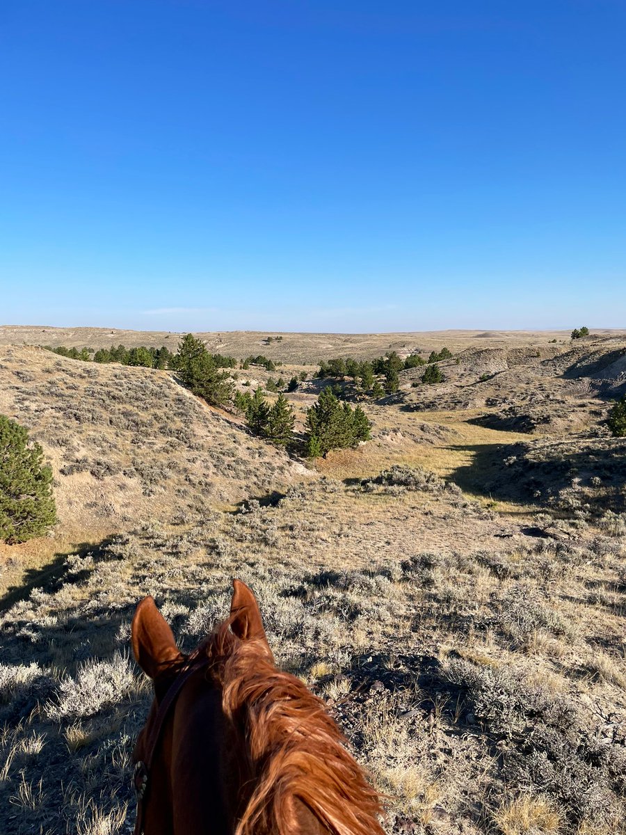 emeryelliott's tweet photo. she needed wide open spaces https://t.co/wSkbUmyKgA