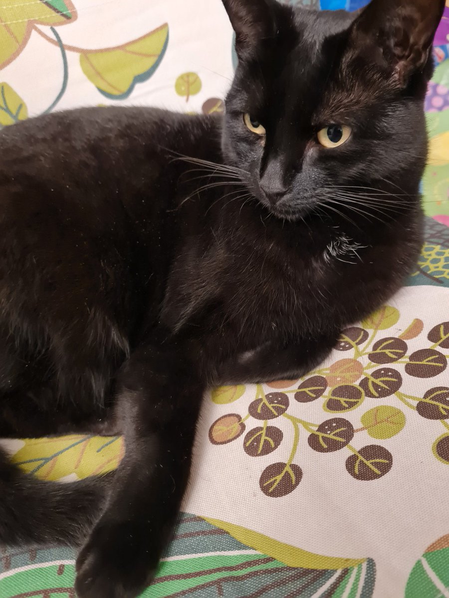 ShoeyMcShoe's tweet photo. My little scut monster Bowie is off to the Vet today for some x-rays to check out her very sore leg. Her new name Hoppy was starting to suit her! Send good vibes & virtual Dreamies 🐾#CatsOfTwitter #4thChild https://t.co/J2QxBrwbay